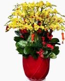  Chậu Hoa Lan Hồ Điệp Vàng Phát Tài - LHĐ69 