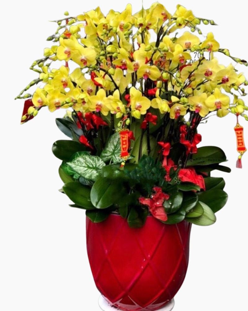  Chậu Hoa Lan Hồ Điệp Vàng Phát Tài - LHĐ69 