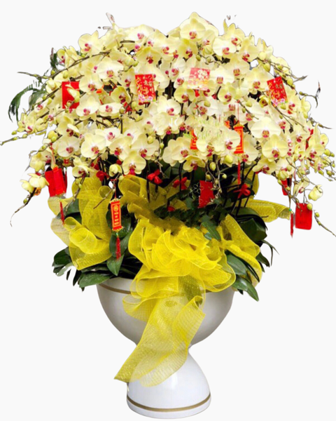 Chậu Lan Hồ Điệp Phú Quý Trọn Đời