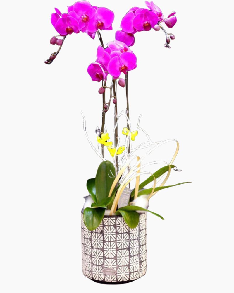 Chậu Hoa Lan Hồ Điệp Tím Rạng Rỡ - LHĐ10 