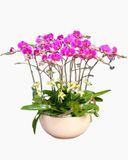  Chậu Hoa Lan Hồ Điệp Smooth Sailing - LHĐ29 