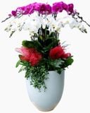  Chậu Hoa Lan Hồ Điệp Thành Công Rực Rỡ - LHĐ59 