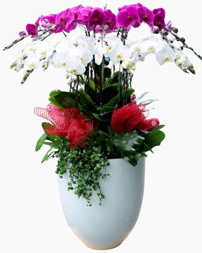  Chậu Hoa Lan Hồ Điệp Thành Công Rực Rỡ - LHĐ59 