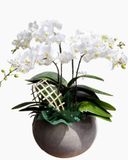  Chậu Hoa Lan Hồ Điệp Thơ Ngây - LHĐ08 
