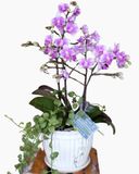  Chậu Hoa Lan Hồ Điệp Thuỷ Chung - LHĐ06 