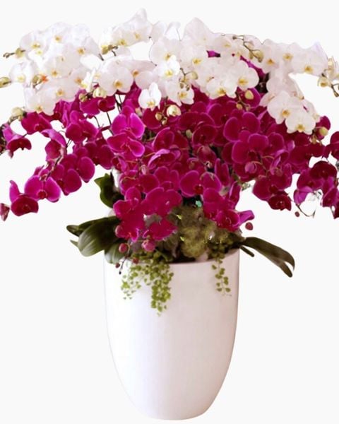 Chậu Lan Hồ Điệp Tiến Lên