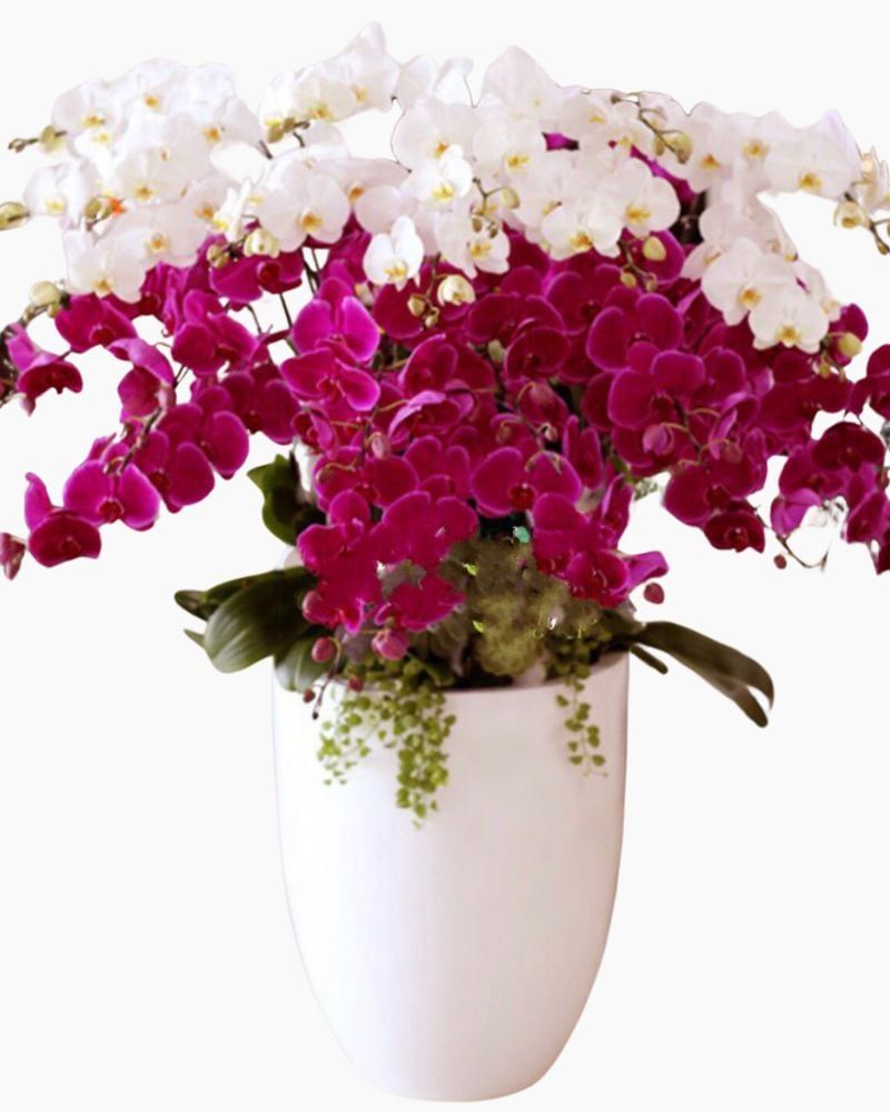  Chậu Hoa Lan Hồ Điệp Tiến Lên - LHĐ60 