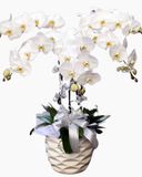 Chậu Hoa Lan Hồ Điệp Wishes Come True - LHĐ24 
