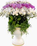  Chậu Hoa Lan Hồ Điệp Thịnh Vượng - LHĐ68 