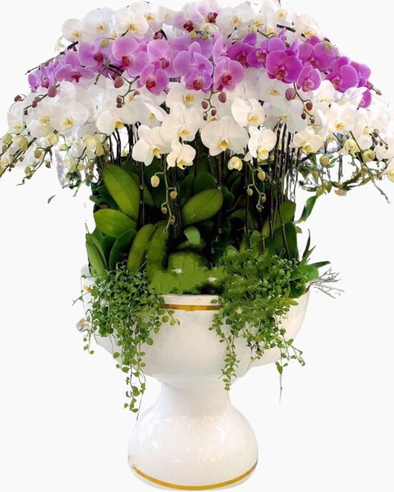  Chậu Hoa Lan Hồ Điệp Thịnh Vượng - LHĐ68 