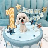  Poodle cờ xanh 