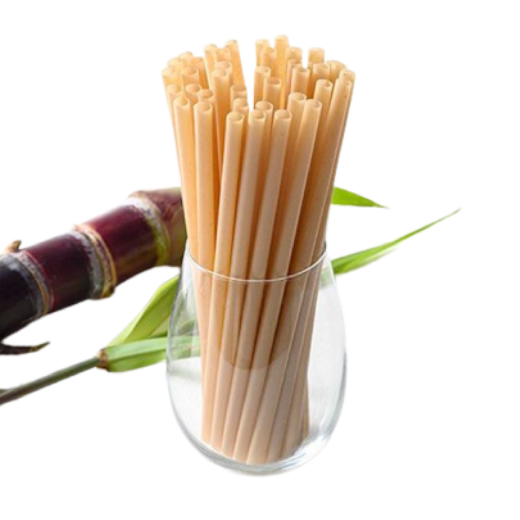  Ống hút bã mía PLA phi 6x210mm 