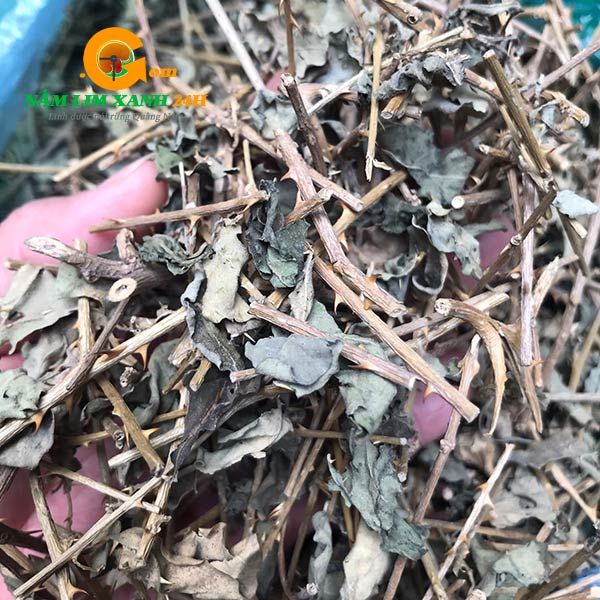  Trà Cà Gai Leo Khô Gói 1kg 