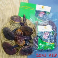 Nấm Lim Xanh Rừng Quảng Nam Loại VIP
