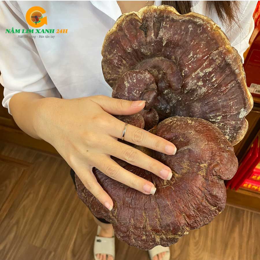  Nấm Lim Xanh Rừng Quảng Nam Loại VIP 