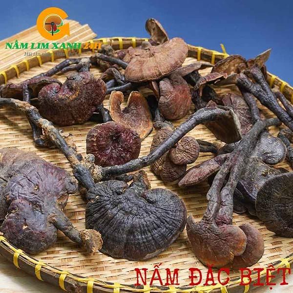  Nấm Lim Xanh Rừng Quảng Nam Loại Đặc Biệt 