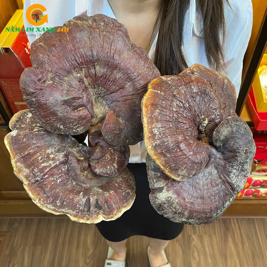  Nấm Lim Xanh Rừng Quảng Nam Loại VIP 