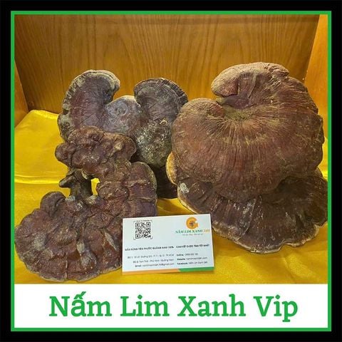 Nấm Lim Xanh Rừng Quảng Nam Loại VIP