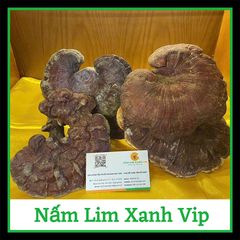 Nấm Lim Xanh Rừng Quảng Nam Loại VIP