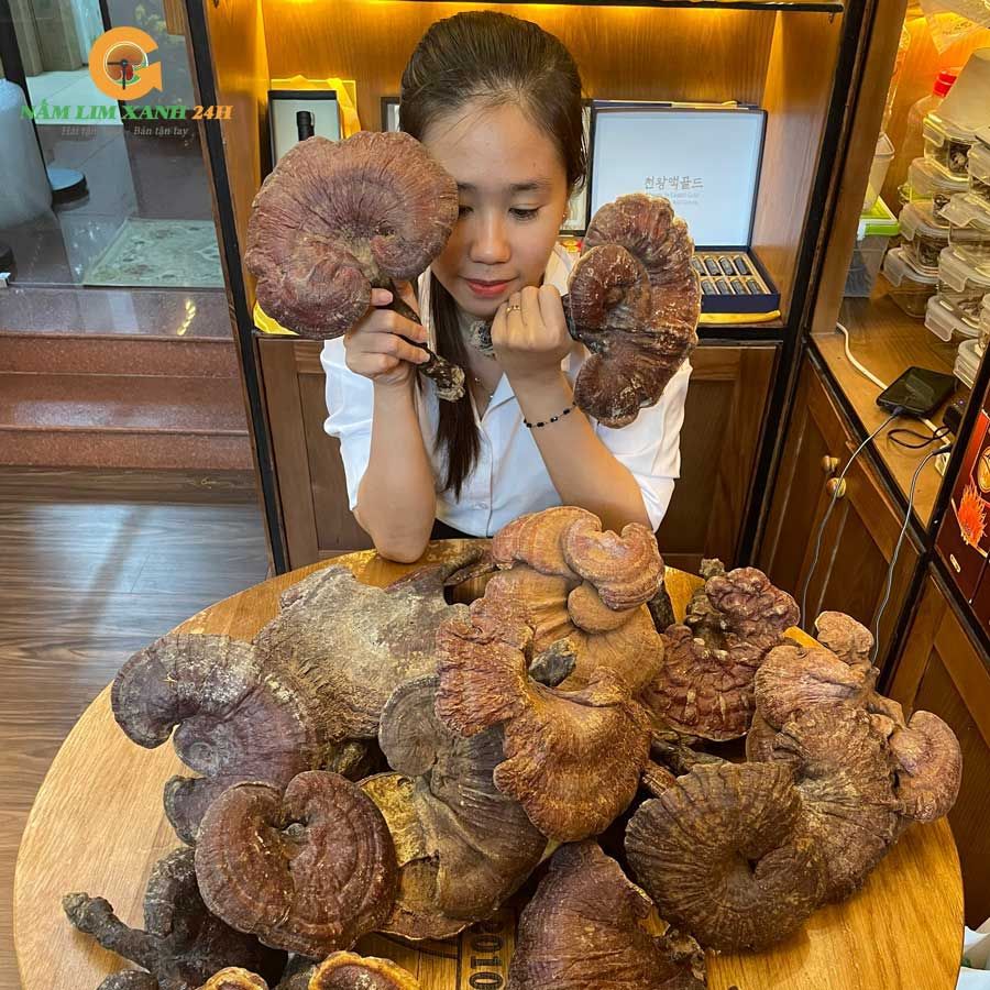  Nấm Lim Xanh Rừng Quảng Nam Loại VIP 