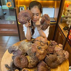 Nấm Lim Xanh Rừng Quảng Nam Loại VIP