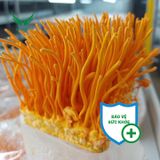  [Đặt trước - HCM] 5 Hộp Đông Trùng Hạ Thảo Tươi - Hủ Vuông ~200gram - Hoạt chất cao - Tăng cường miễn dịch, sức đề kháng, giảm mệt mỏi 