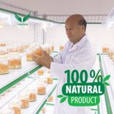 [HCM] - Đông Trùng Hạ Thảo Tươi - Hủ Vuông ~200gram - Hoạt chất cao - Tăng cường miễn dịch, sức đề kháng, giảm mệt mỏi 