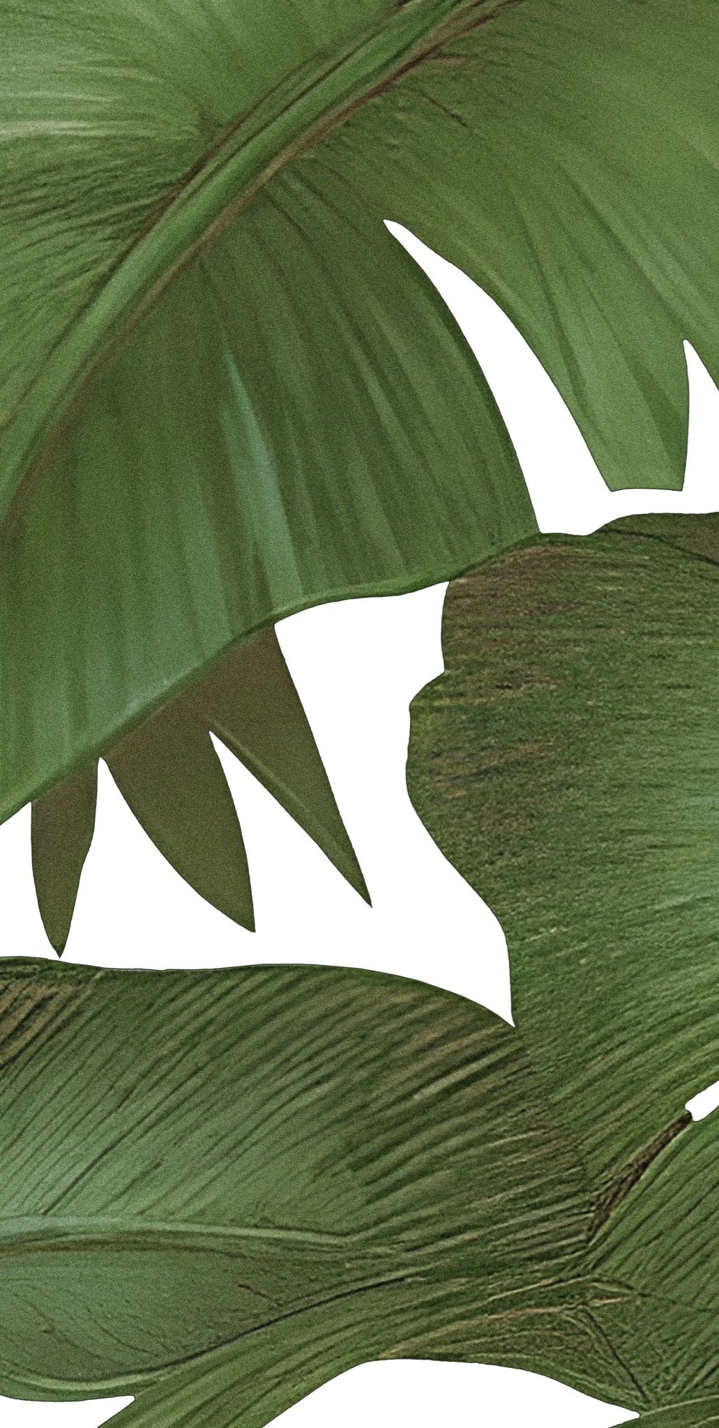  Gạch in hoạ tiết Tropical Leaves 