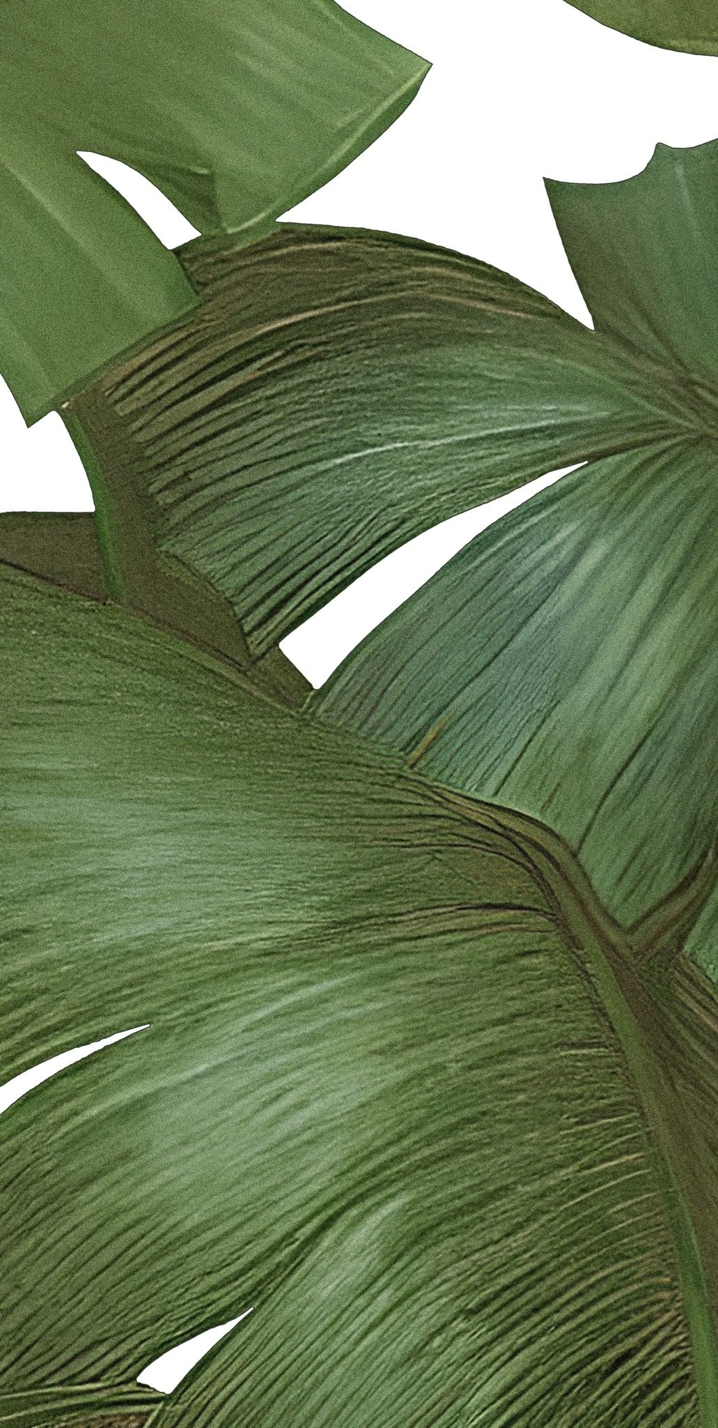  Gạch in hoạ tiết Tropical Leaves 