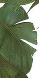  Gạch in hoạ tiết Tropical Leaves 