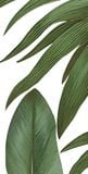  Gạch in hoạ tiết Tropical Leaves 