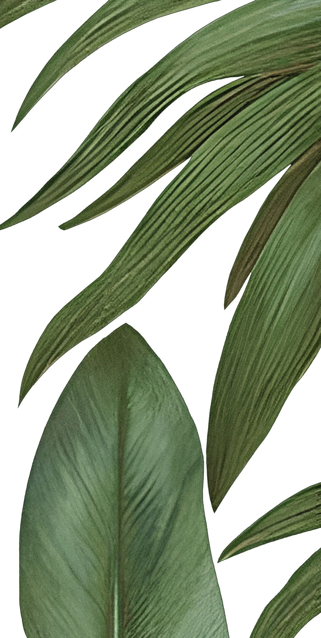  Gạch in hoạ tiết Tropical Leaves 