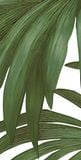  Gạch in hoạ tiết Tropical Leaves 