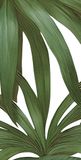  Gạch in hoạ tiết Tropical Leaves 