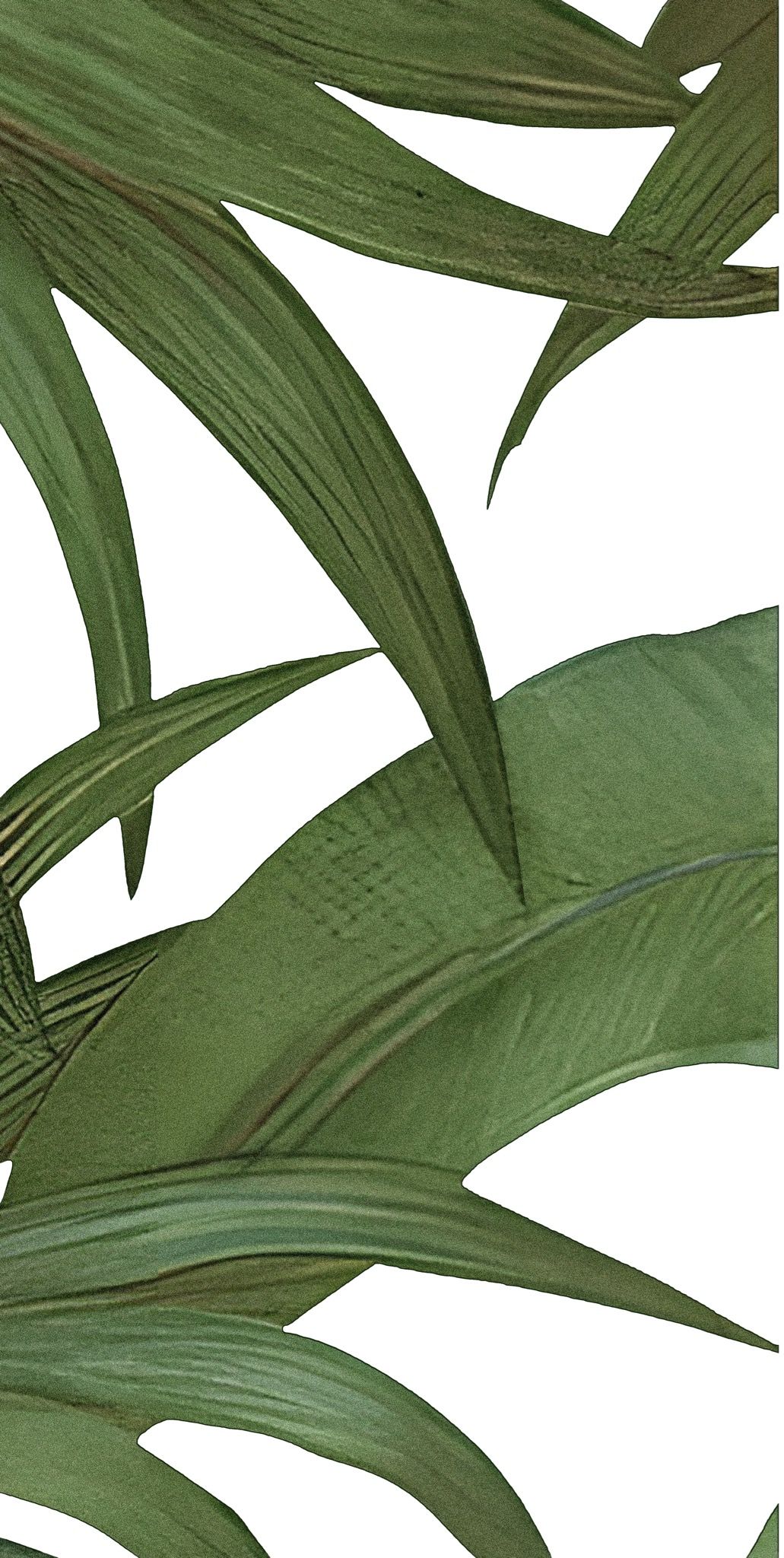  Gạch in hoạ tiết Tropical Leaves 