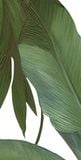  Gạch in hoạ tiết Tropical Leaves 