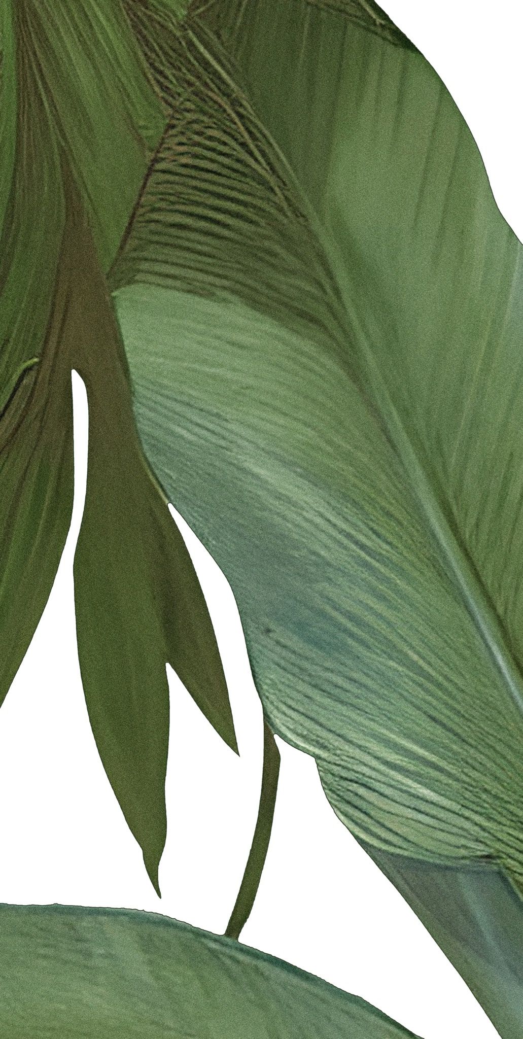  Gạch in hoạ tiết Tropical Leaves 