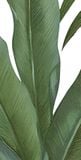 Gạch in hoạ tiết Tropical Leaves 