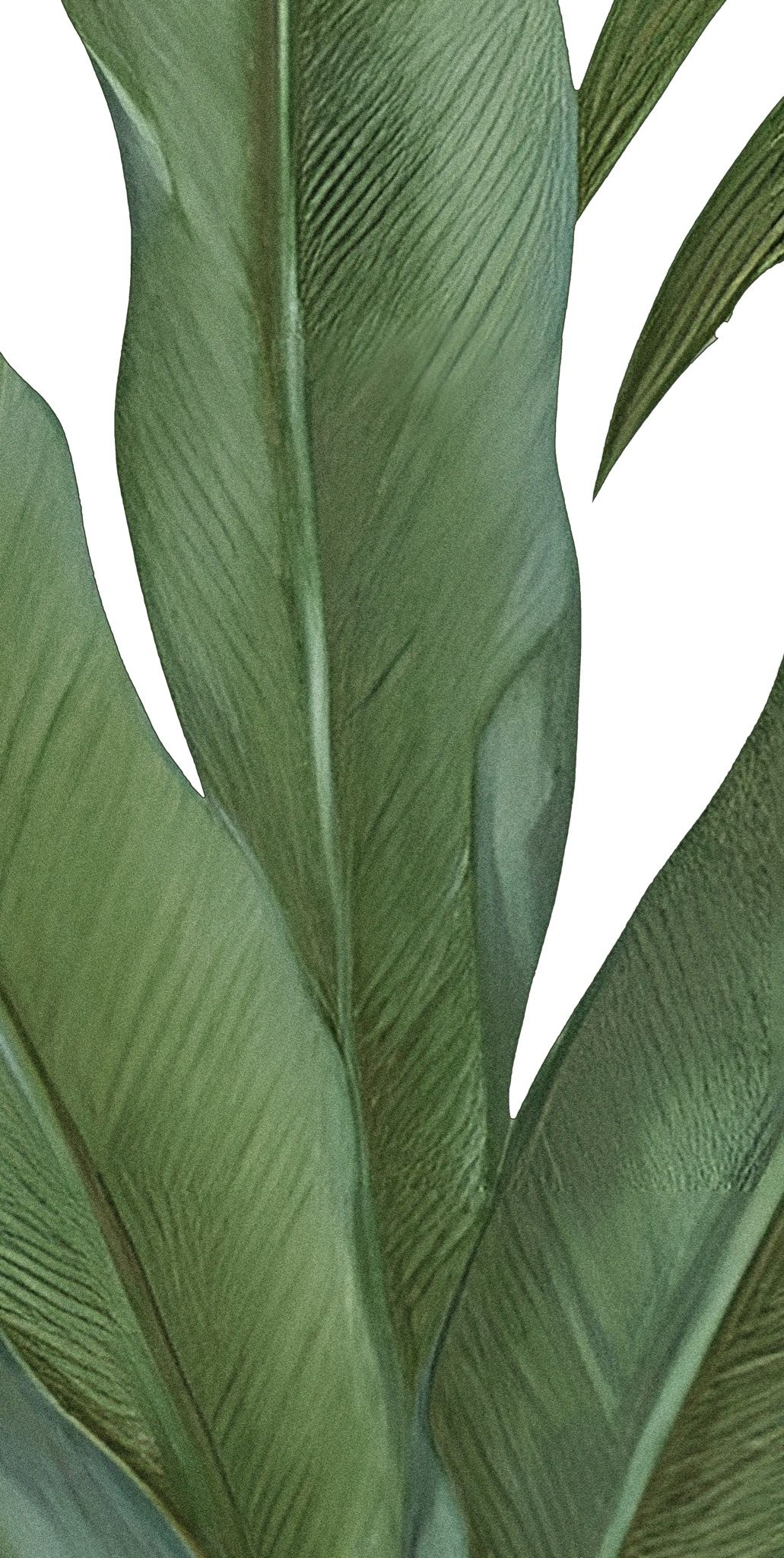 Gạch in hoạ tiết Tropical Leaves 