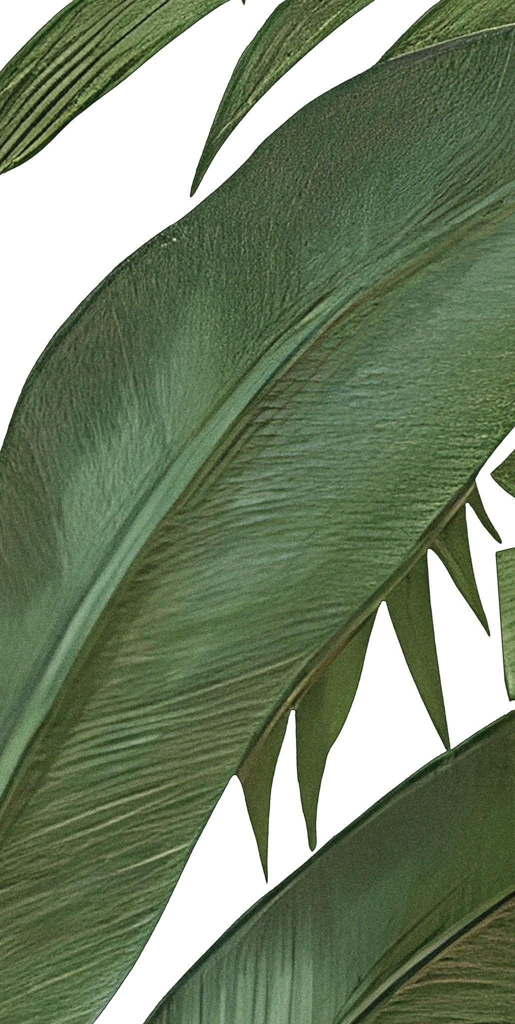 Gạch in hoạ tiết Tropical Leaves 