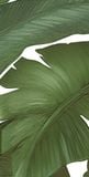  Gạch in hoạ tiết Tropical Leaves 