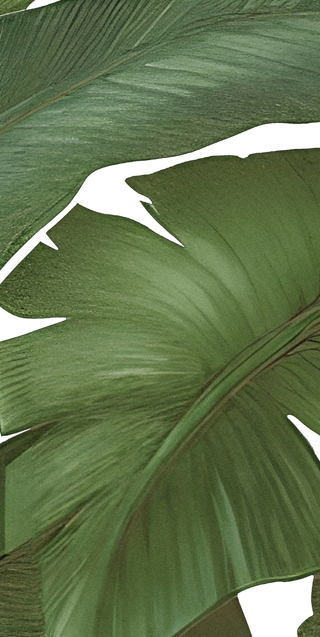  Gạch in hoạ tiết Tropical Leaves 