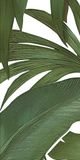  Gạch in hoạ tiết Tropical Leaves 