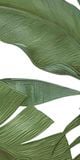  Gạch in hoạ tiết Tropical Leaves 