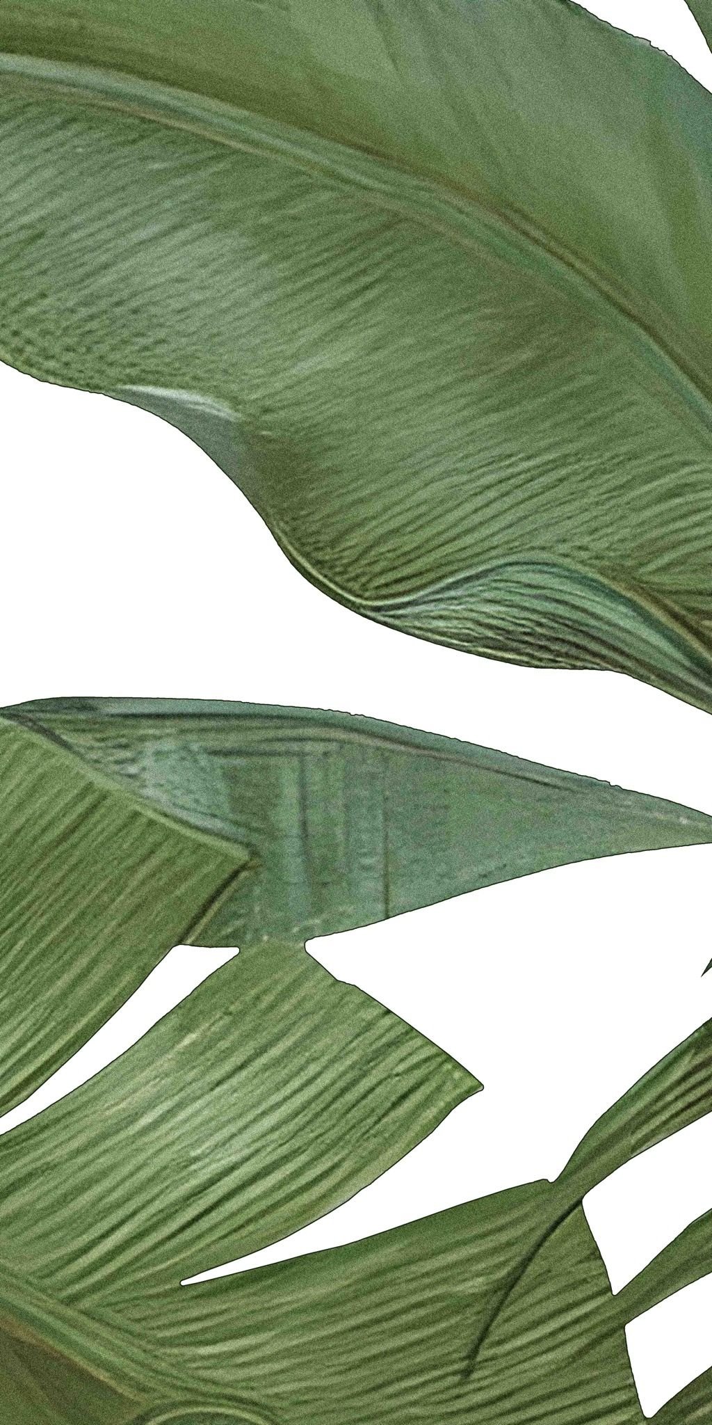  Gạch in hoạ tiết Tropical Leaves 