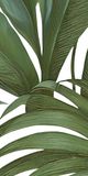  Gạch in hoạ tiết Tropical Leaves 