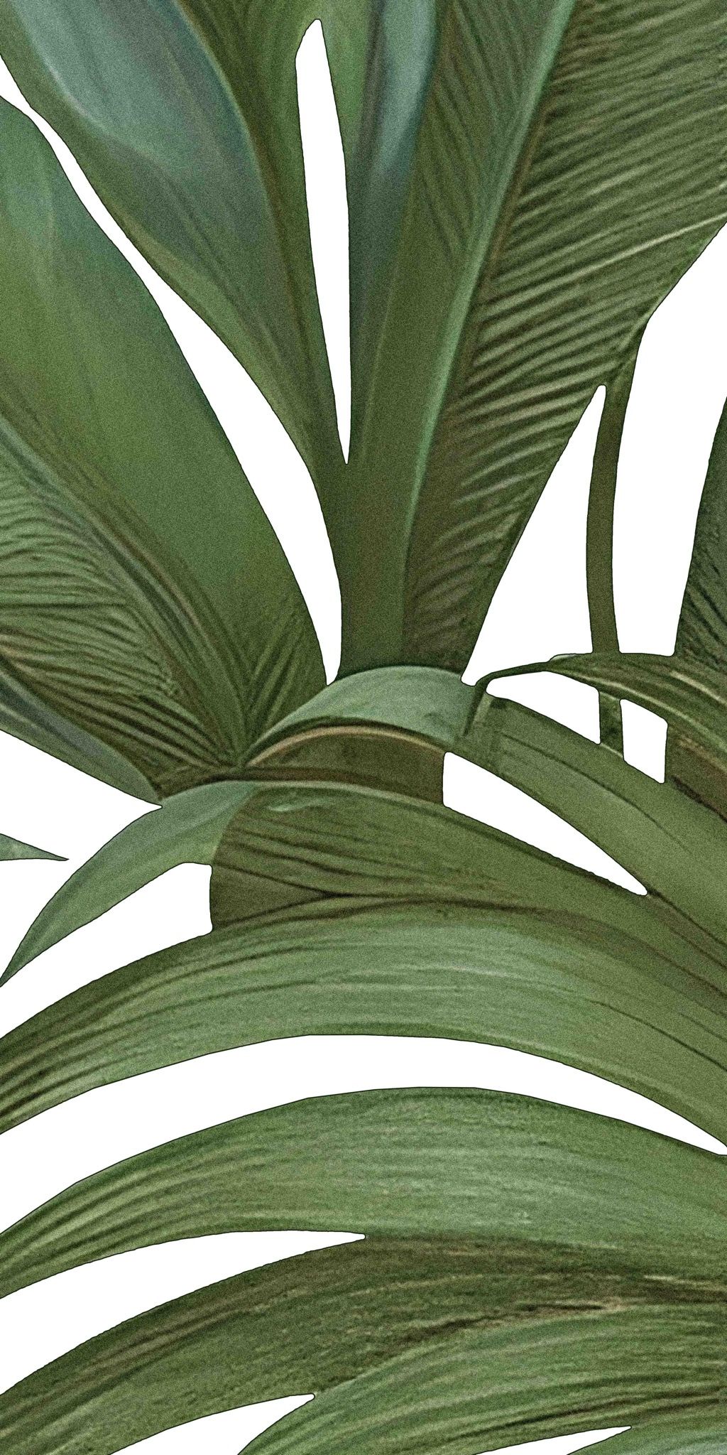  Gạch in hoạ tiết Tropical Leaves 