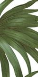  Gạch in hoạ tiết Tropical Leaves 