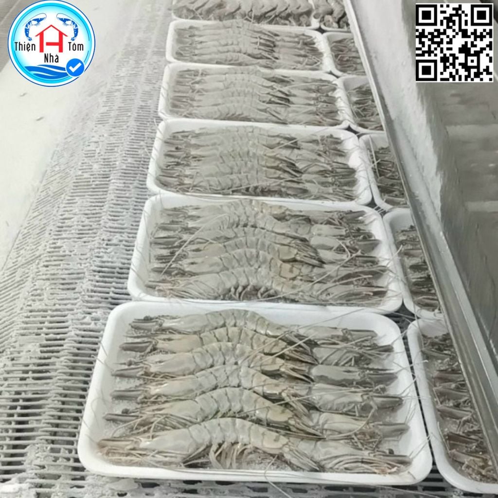  Tôm Sú Sinh Thái Đông Khay 500GR 