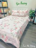  Cotton Trà Mi Hồng 